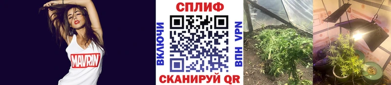 Шишки марихуана марихуана Оханск